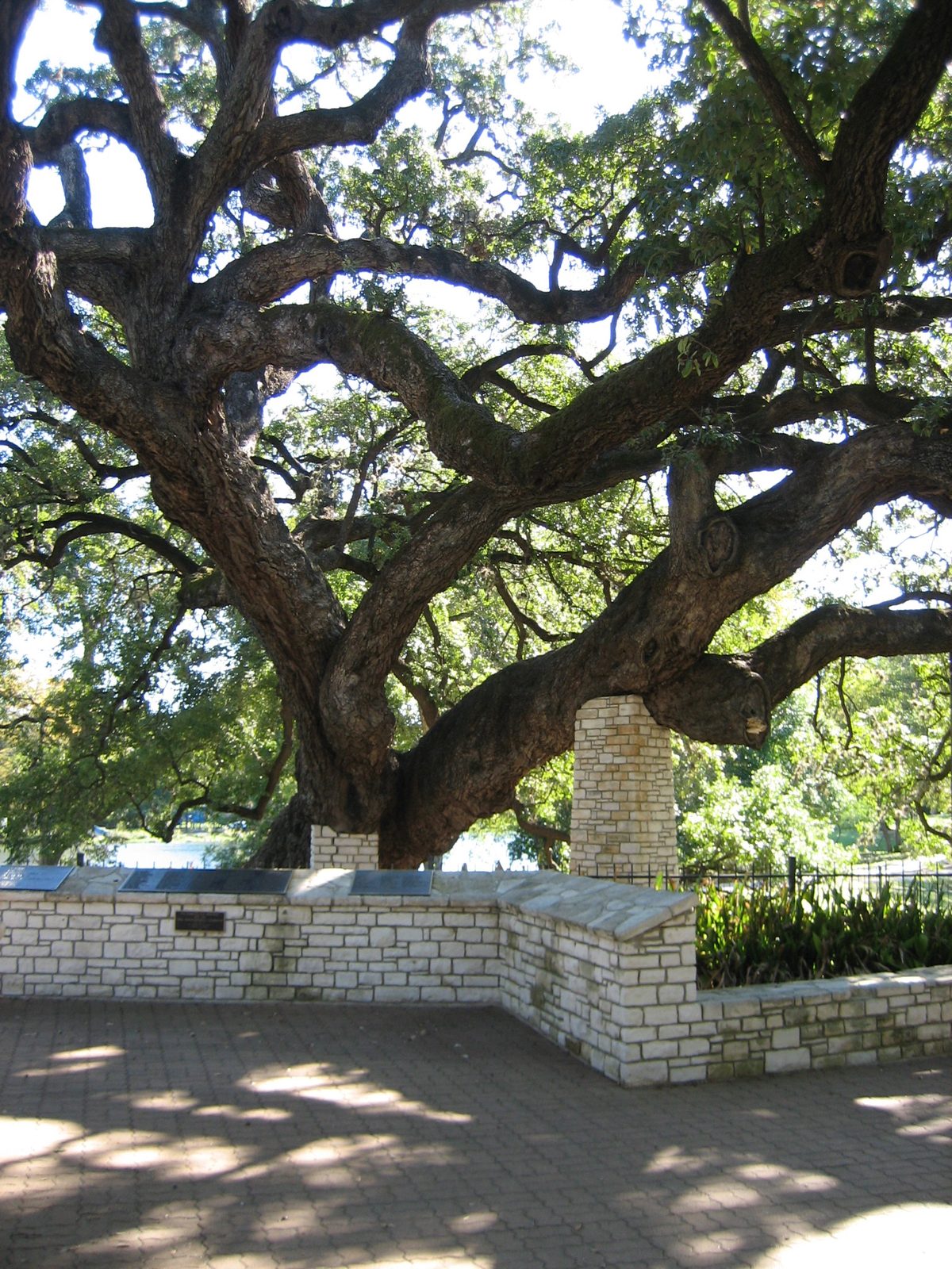 Crazy old tree in Landa Park in New Braunfels -- it seems that those columns were built to...