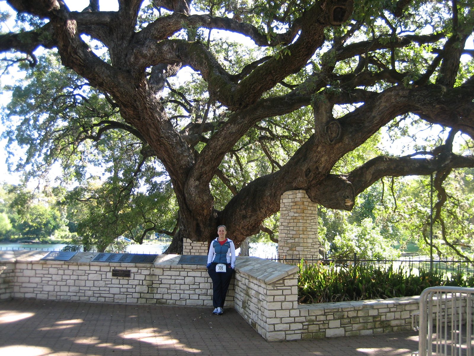 Catherine in front of the huge tree.