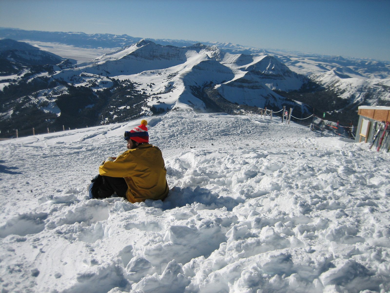 Jay ponders the yonder.