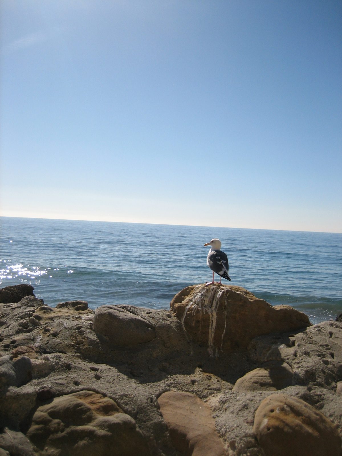 Happy seagull overlooking the ocean.