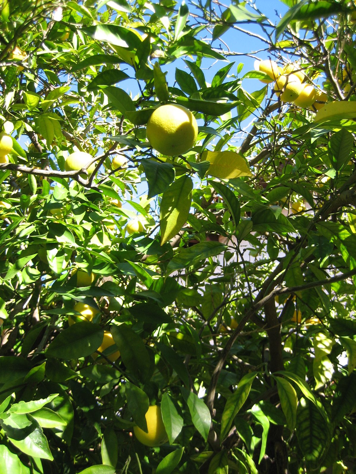 Mmmm, fruit tree.  I wish we had a citrus tree here in Austin.