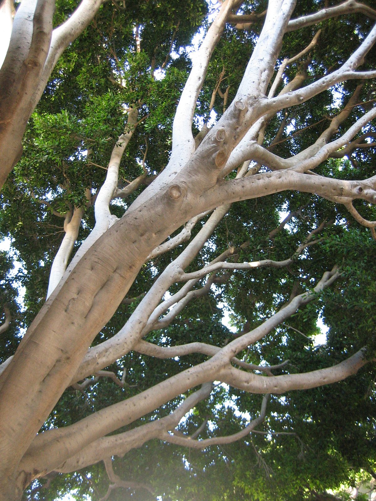 One of the gigantic beautiful trees that lined the streets in SLO.