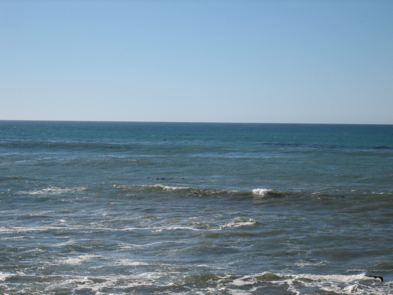 We're pretty sure those little black bobs in the water are sea otters.