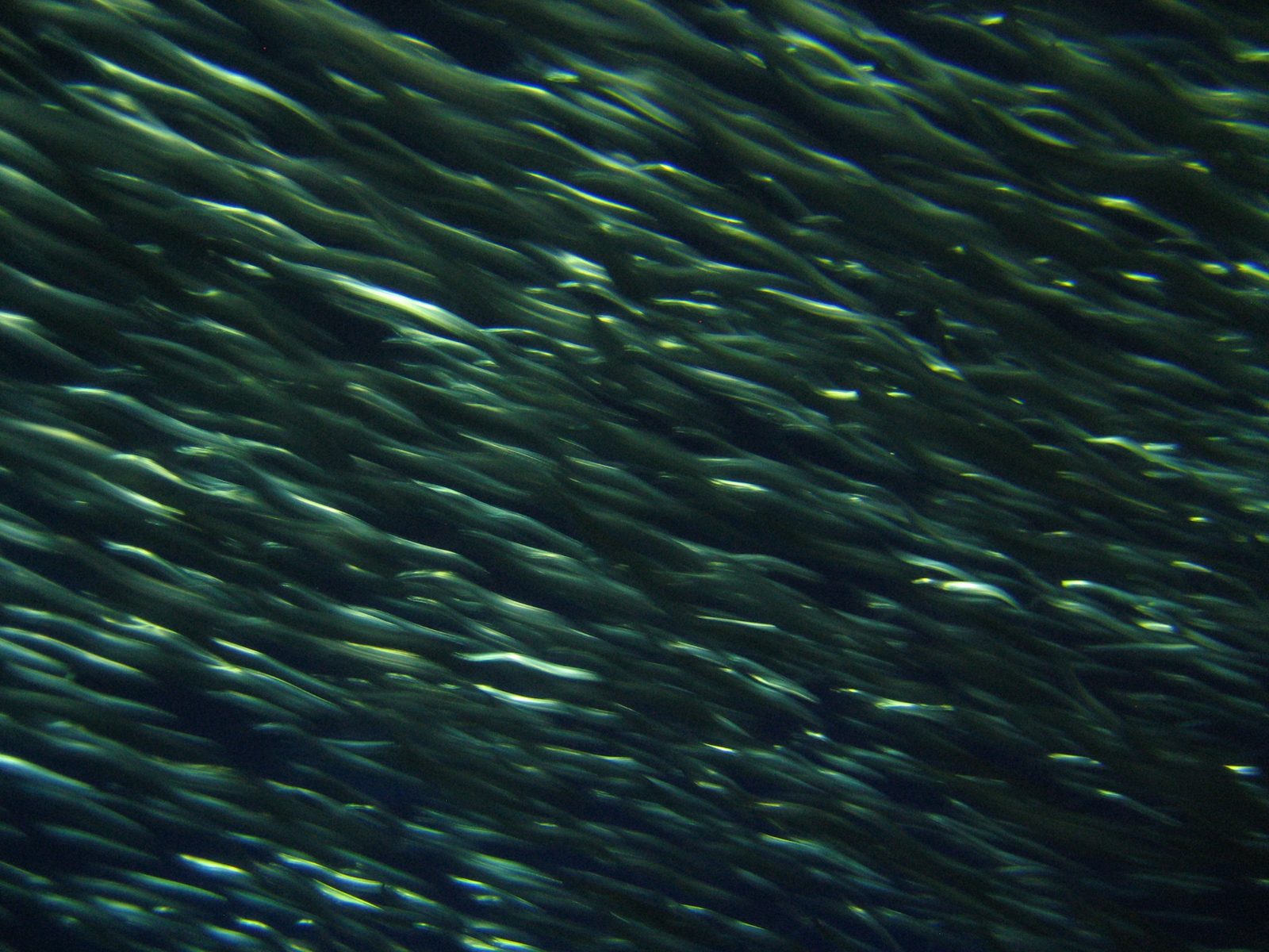 Sardines at the Monterey Bay Aquarium.