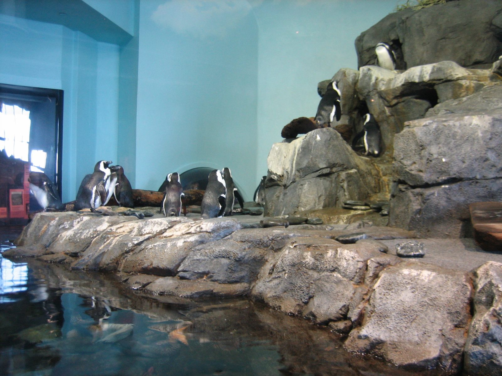 The photos of the penguins now just make me think of the movie "Happy Feet", which I finally...