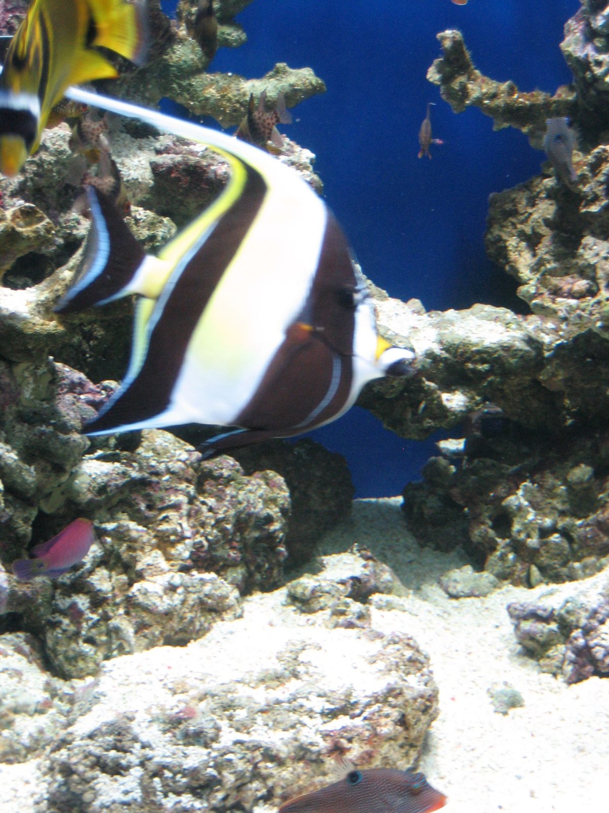 I'm pretty sure this one tank had every fish in "Finding Nemo".