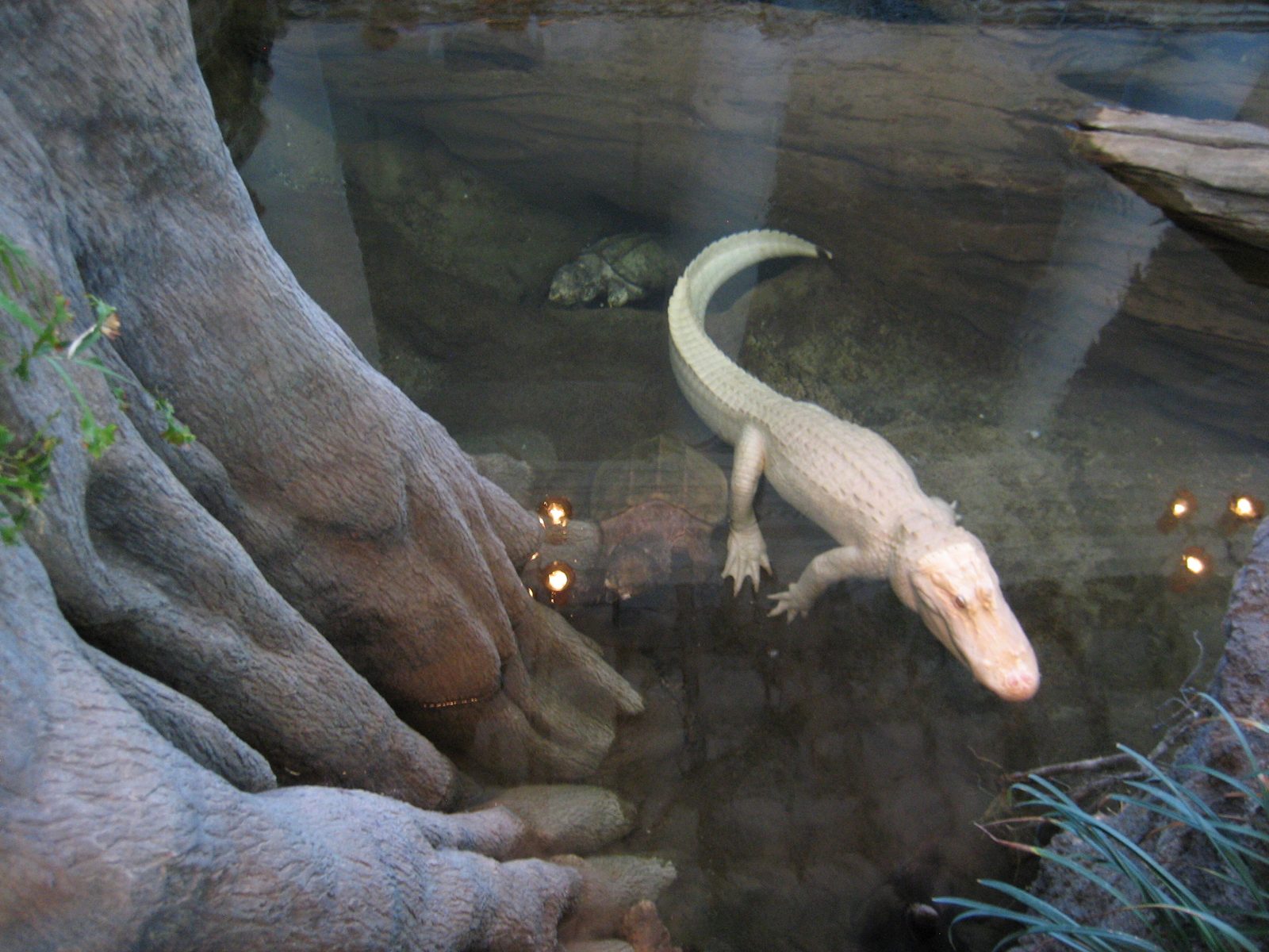 Albino alligator (named Claude, apparently).