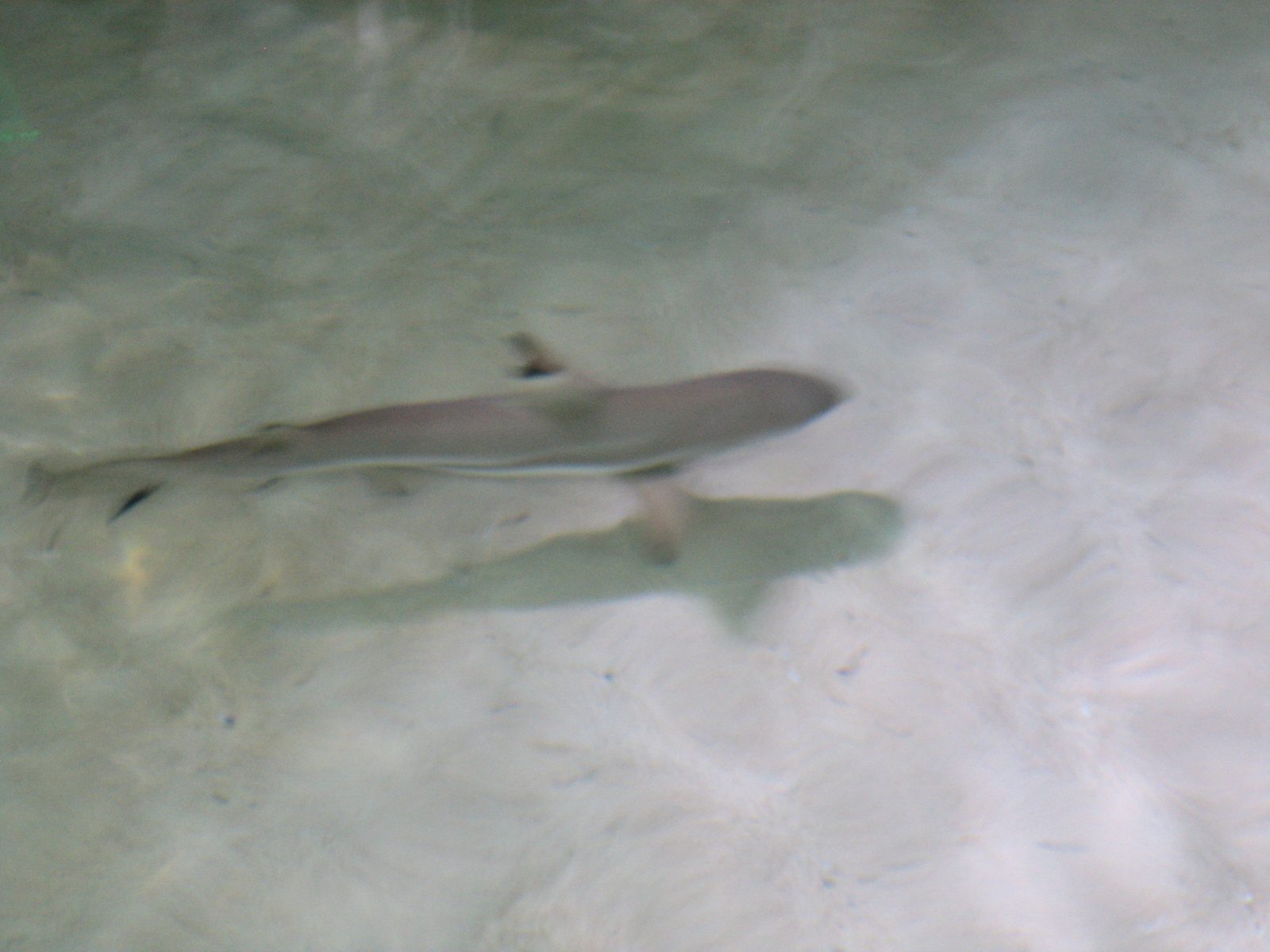 Terrible photo of a blacktip reef shark.  Included just because I think I like these ones best.