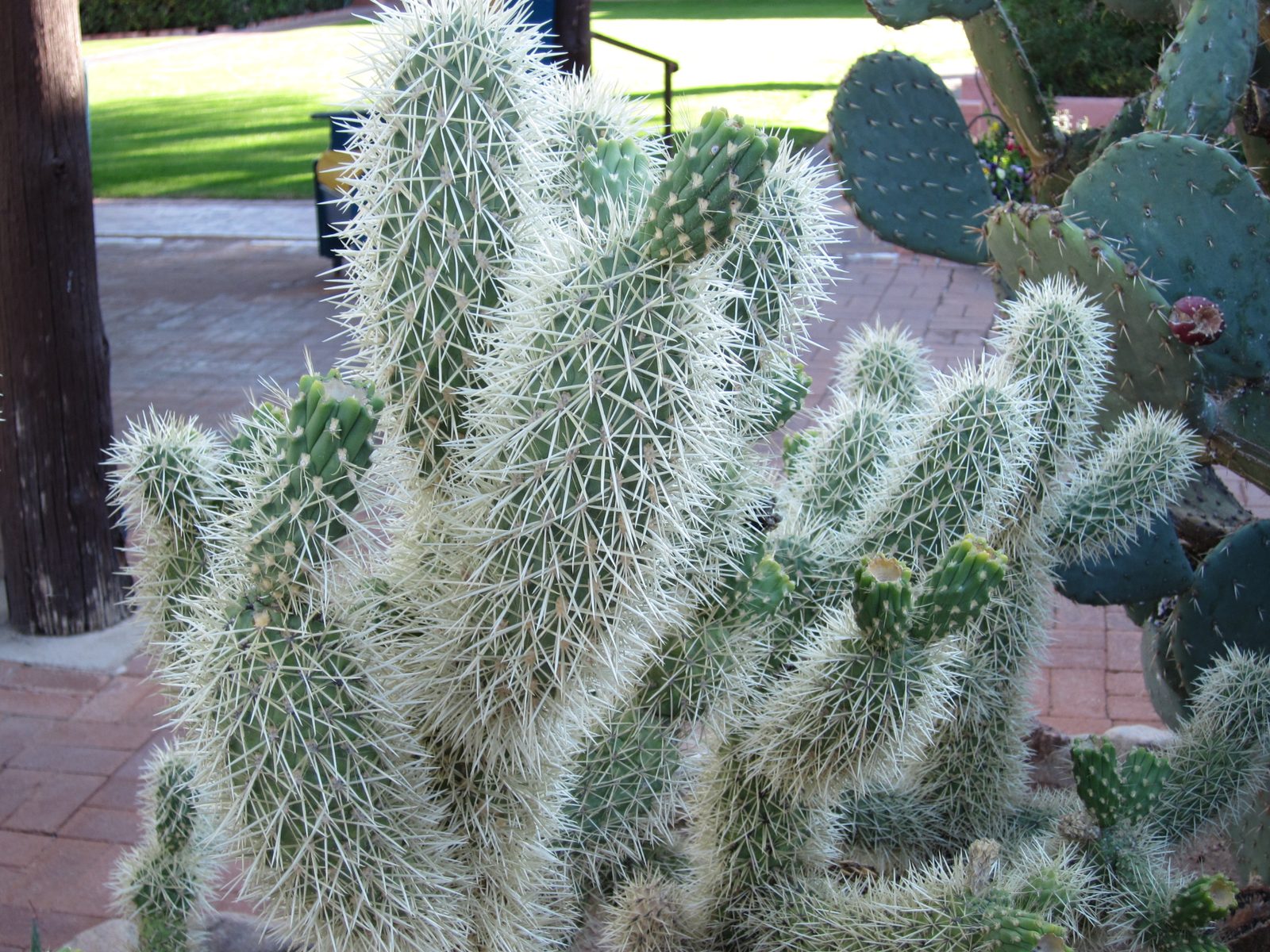 Teddy bear cactus (?) at the Arizona Inn.