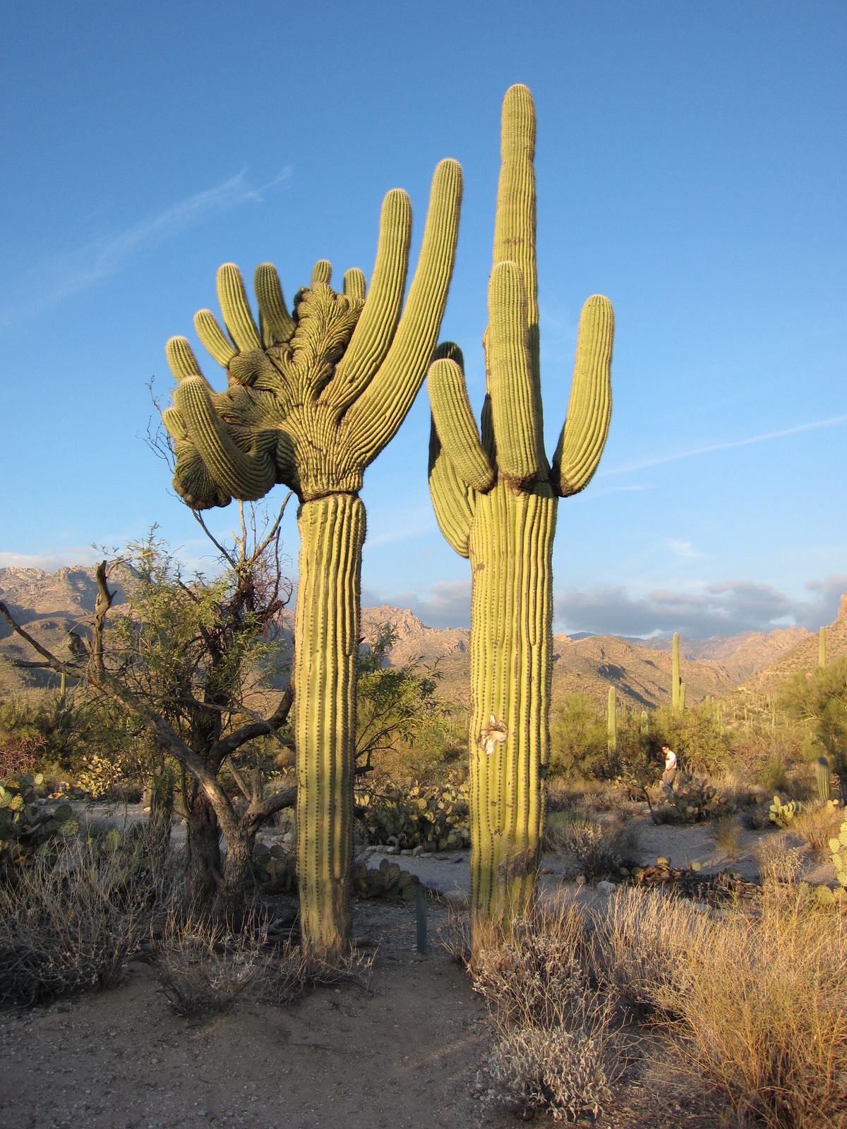 Crazy crested saguaro in Sabino Canyon.