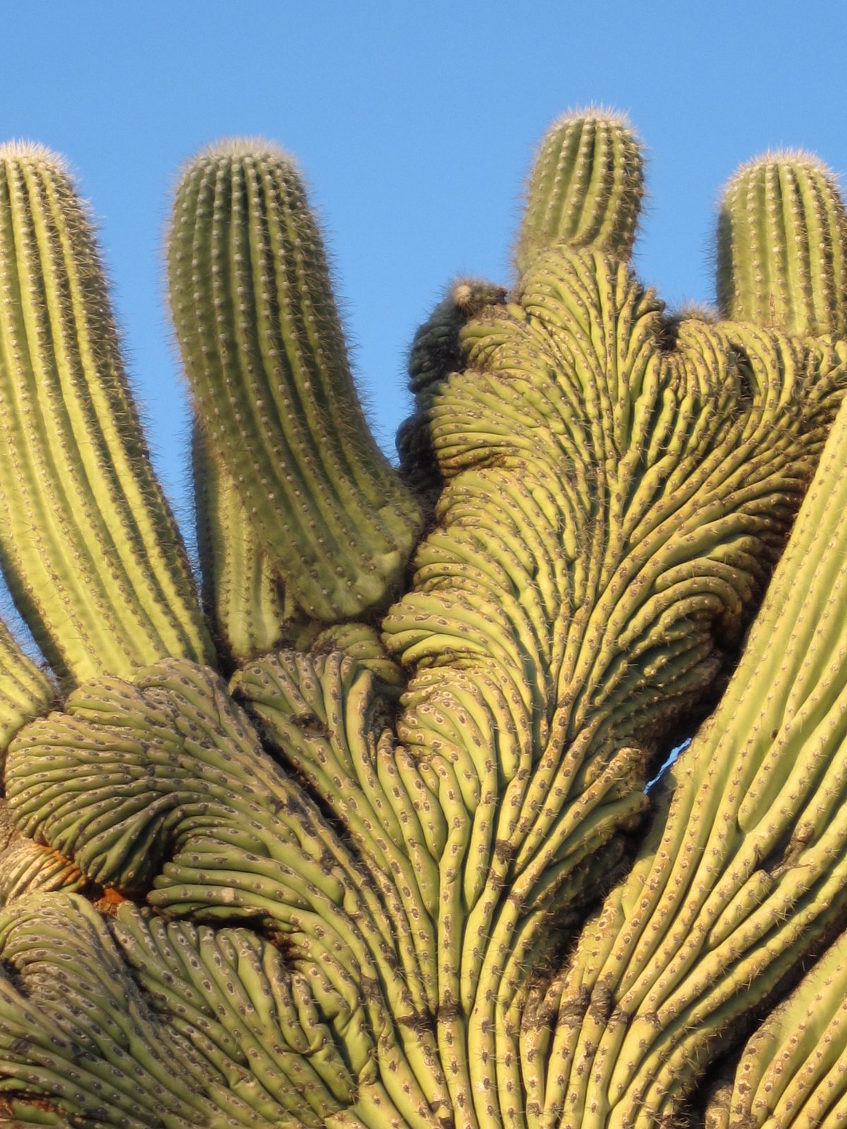 Close-up of the crested saguaro.