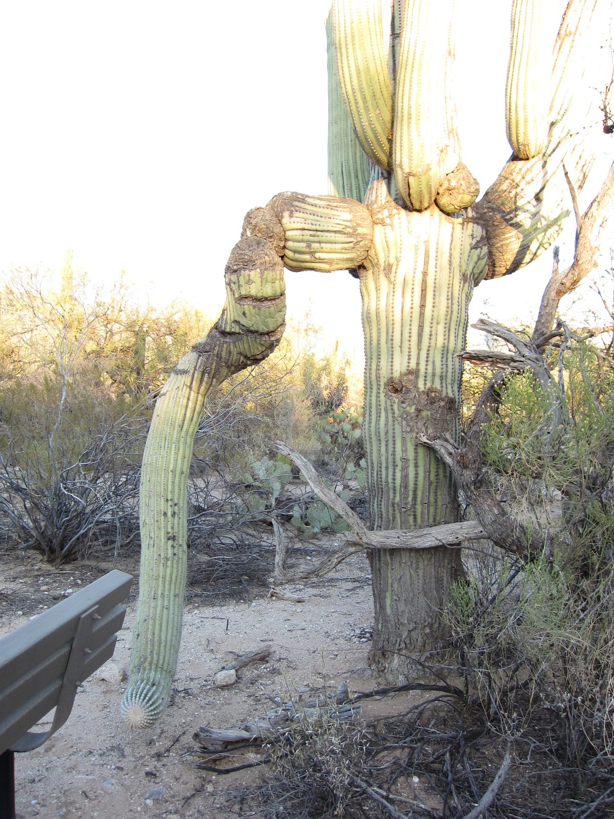 A saguaro that has seen some rough days, but is still doing well.