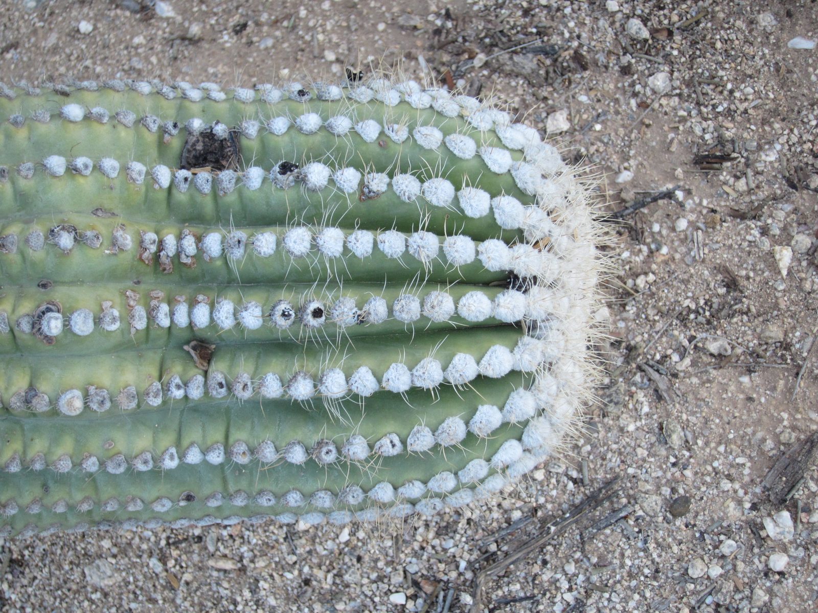 I'm still not sure I understand why there are sometimes white fuzzies on the ends of the saguaro arms ...