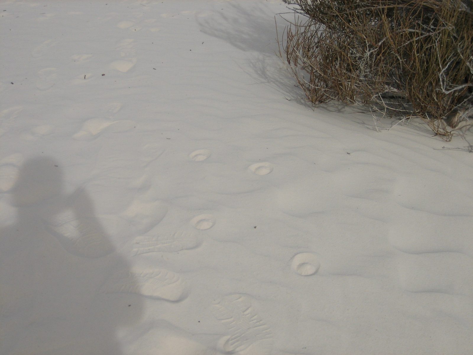 I found the tracks of a bizarre creature!  We finally decided these marks were probably made by...