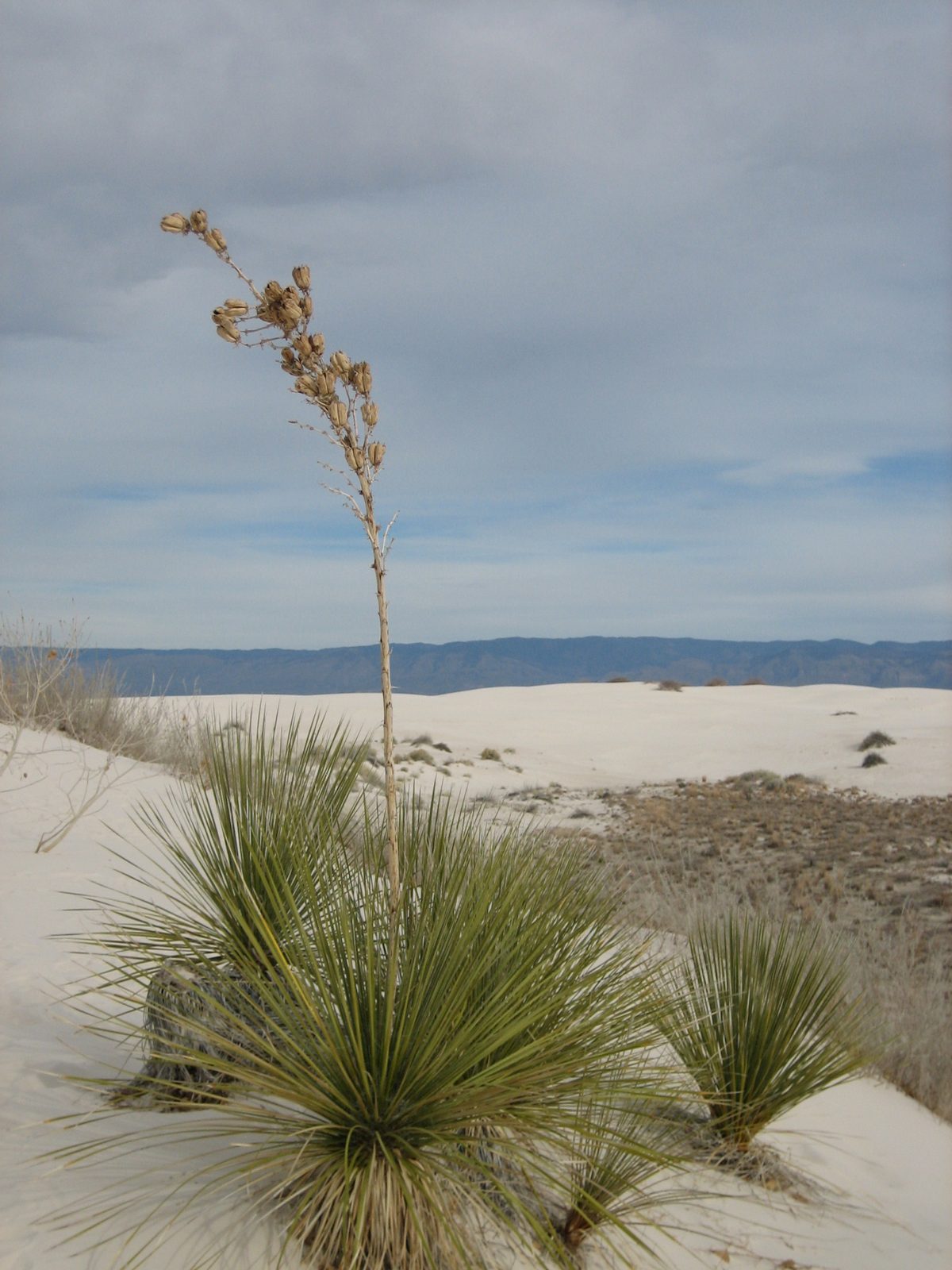 Desert plant.