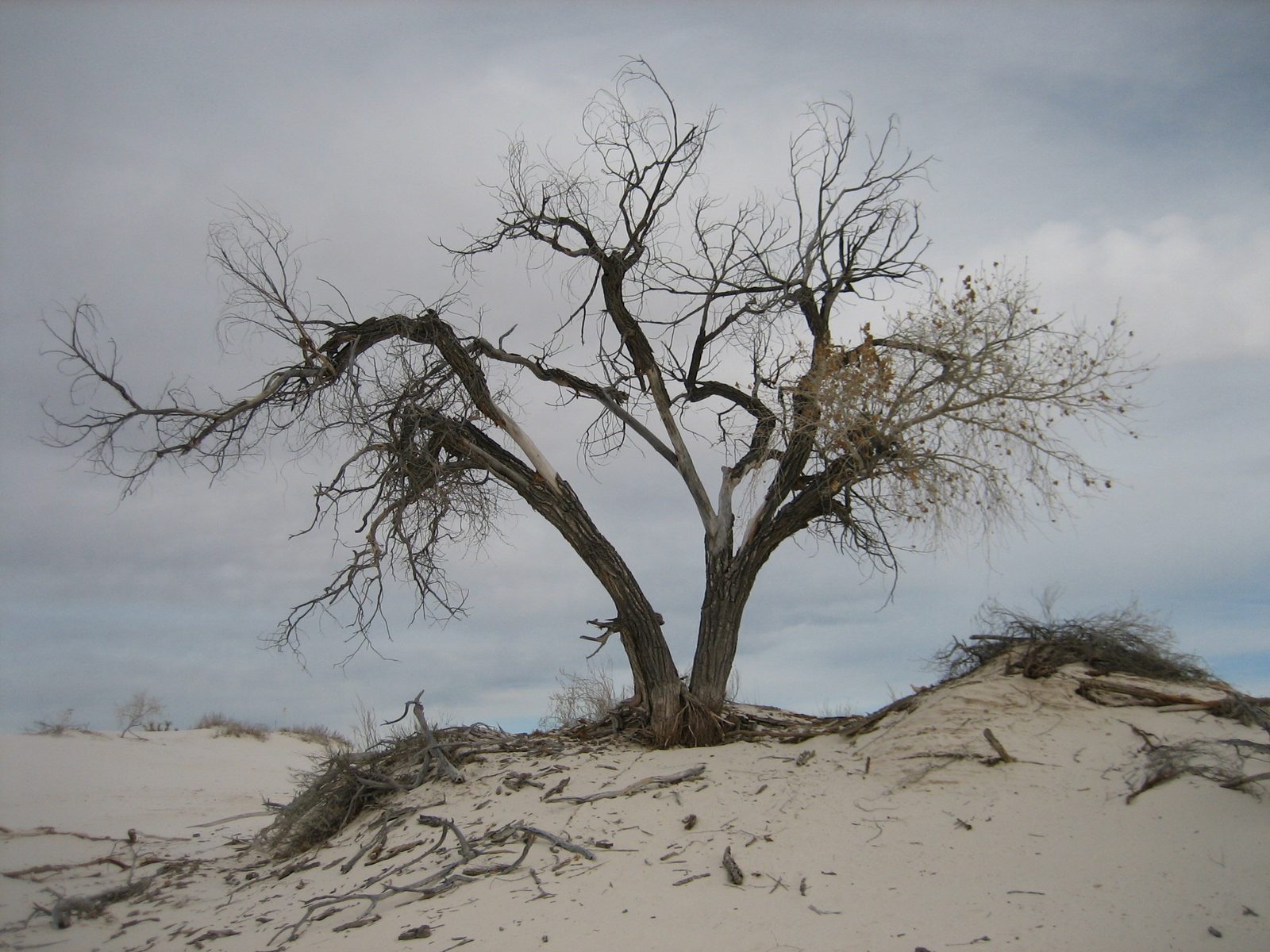 The same tree.