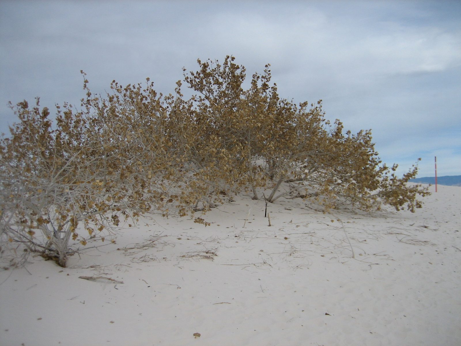 A sign informed us that trees grow from the real ground, and then are mainly covered with sand. ...