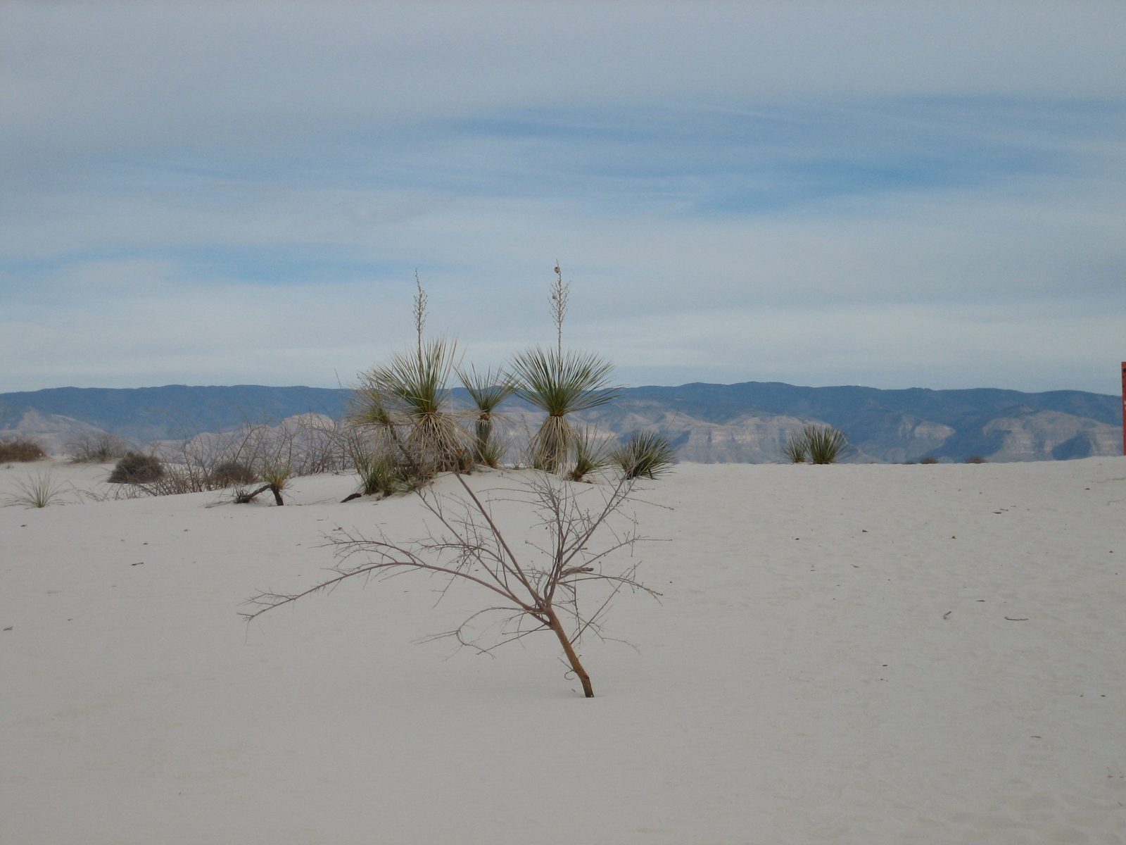 Sands, plants, mountains...
