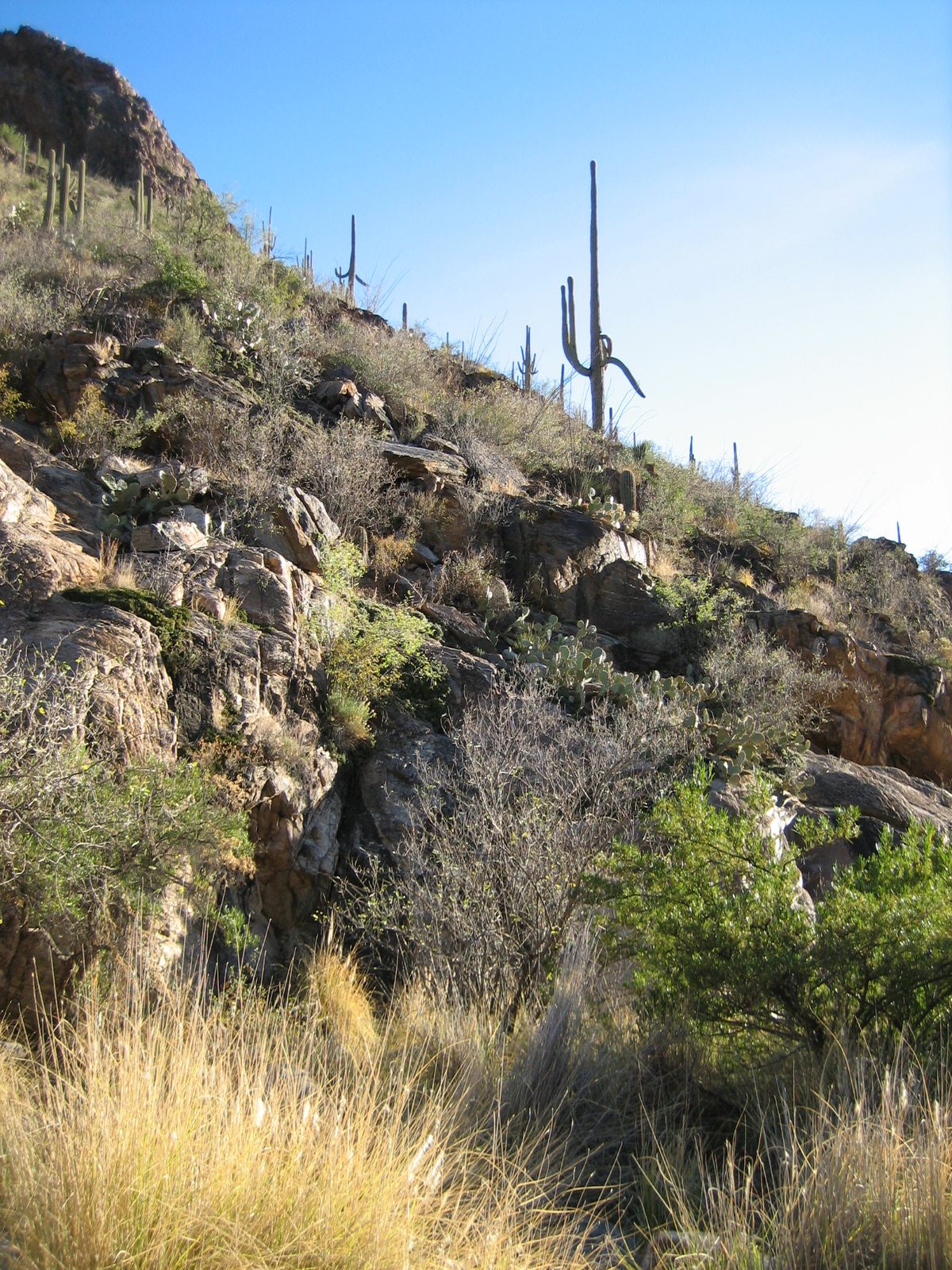 This hike was a great way to show off the plants of Tucson.  Saguaros everywhere, plus all kinds...
