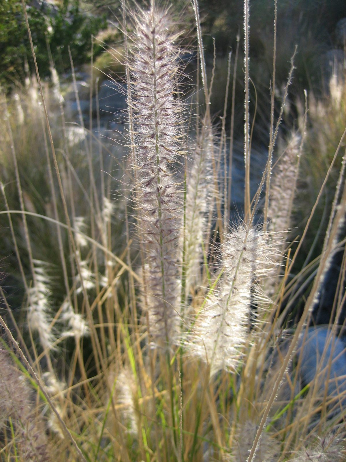 Fuzzy plant tops.