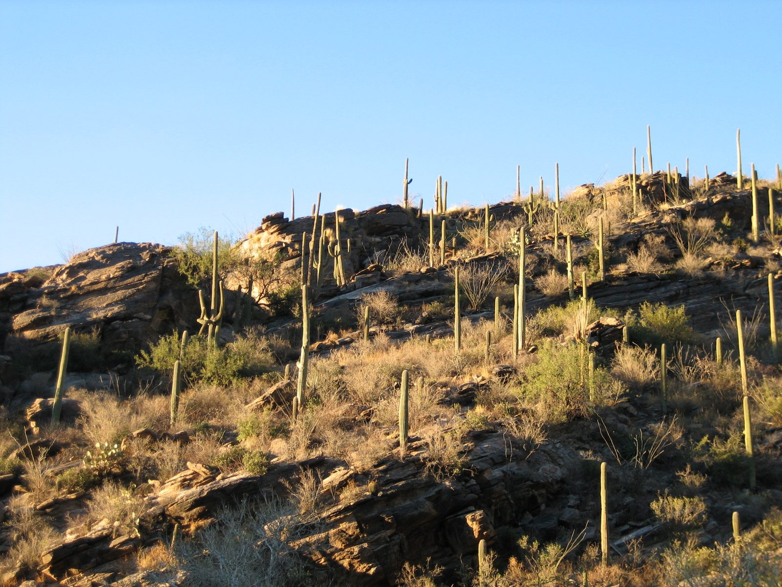 Saguaros stand at attention.