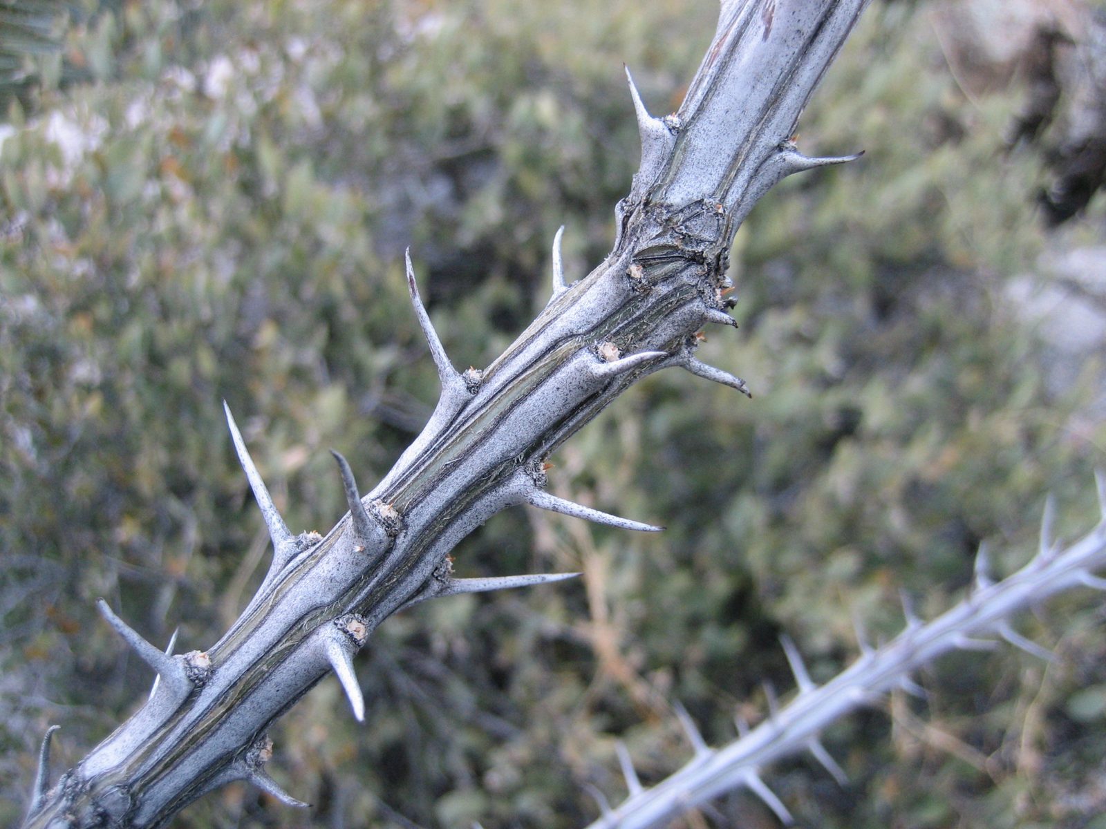 Crazy colors in the stalk of a bush.
