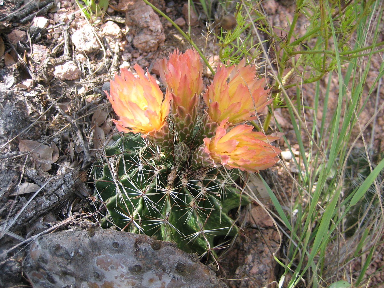Pretty cactus in bloom.