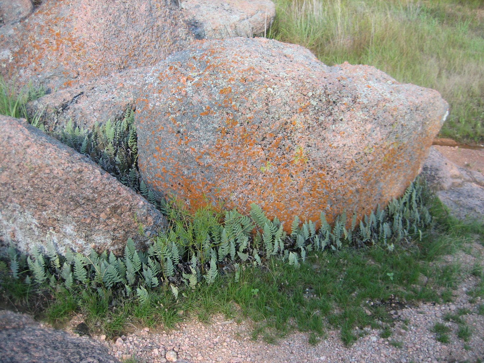 A lot of smaller boulders had these ferns growing all around the perimeter.  I thought they were...