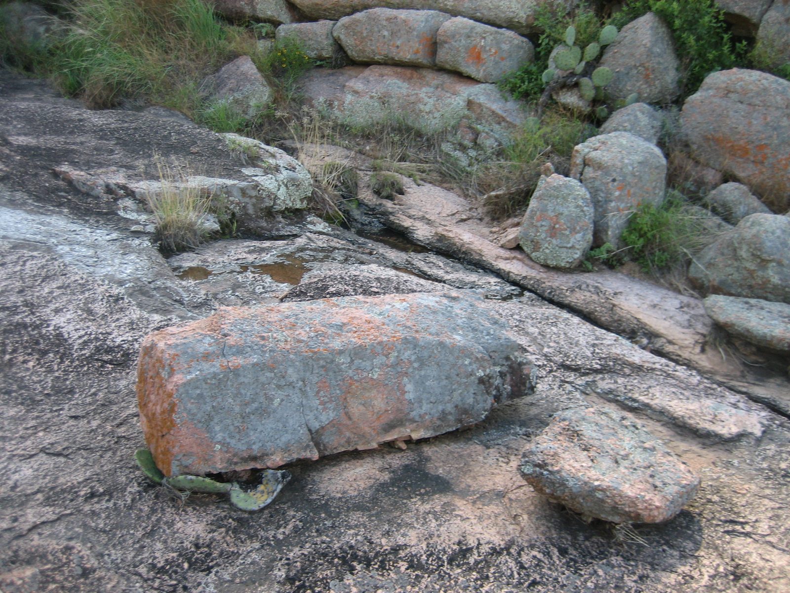I think this boulder had fallen recently, taking that prickly pear with it.  Jay thinks it was...