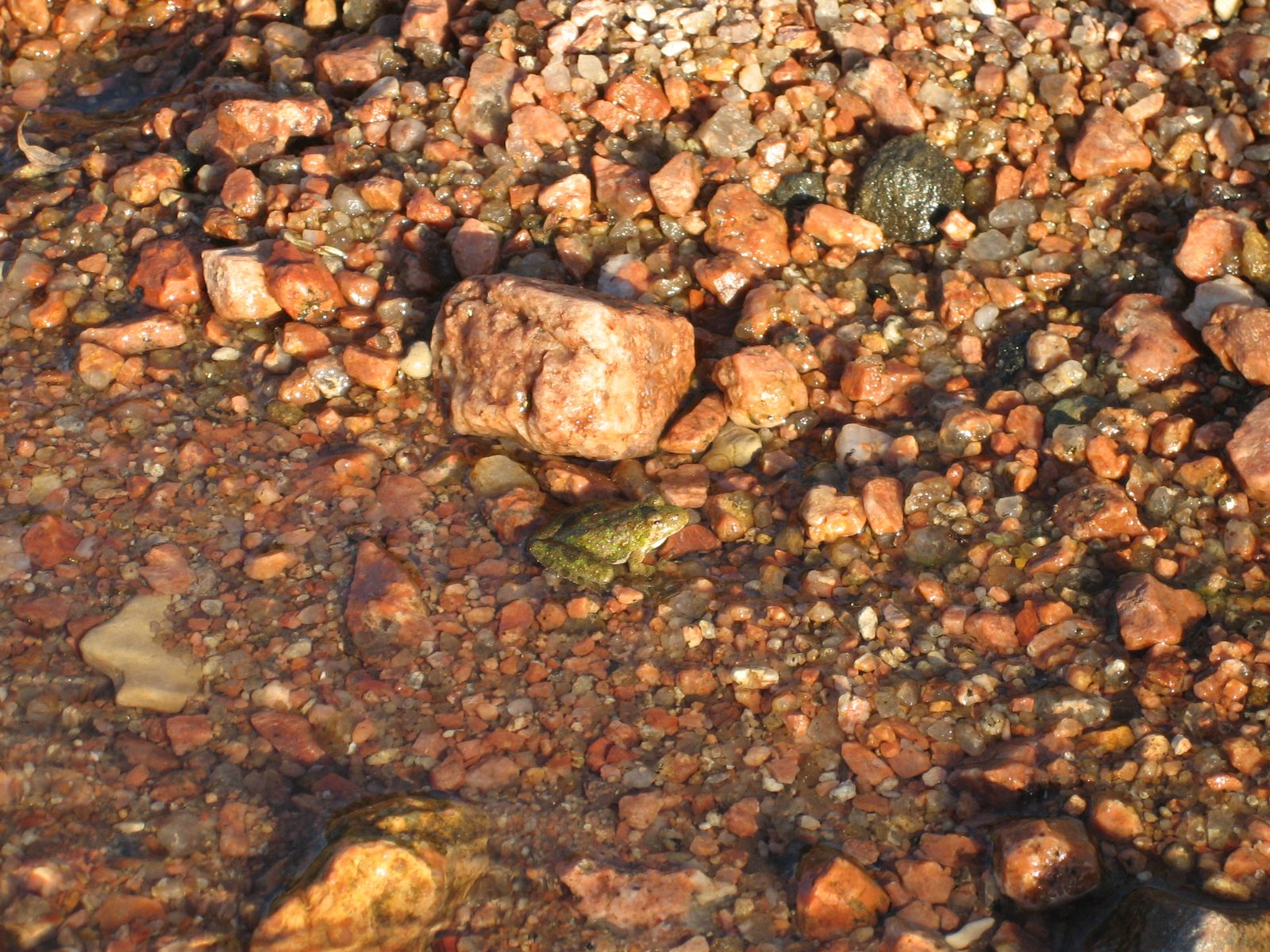 I think frogs are cute.