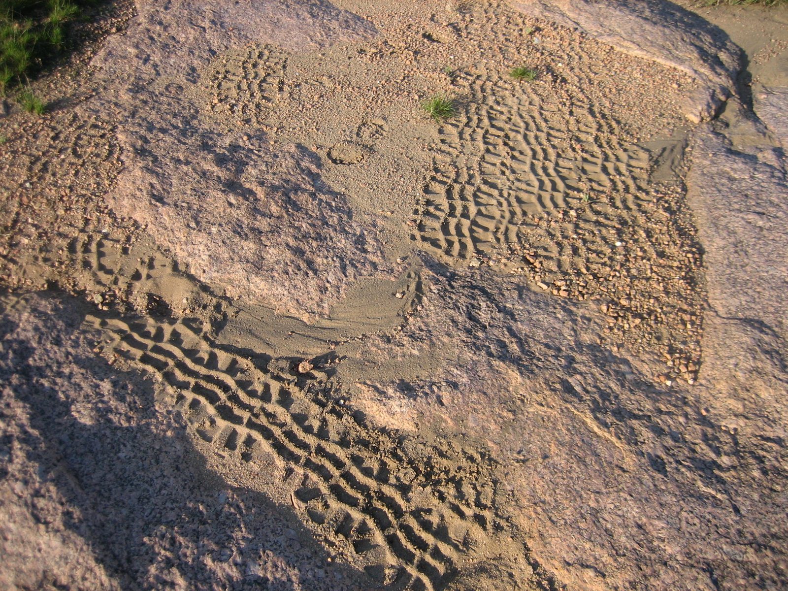 What animal makes this kind of track?  Turns out we had hit the part of the trail that is also a road.