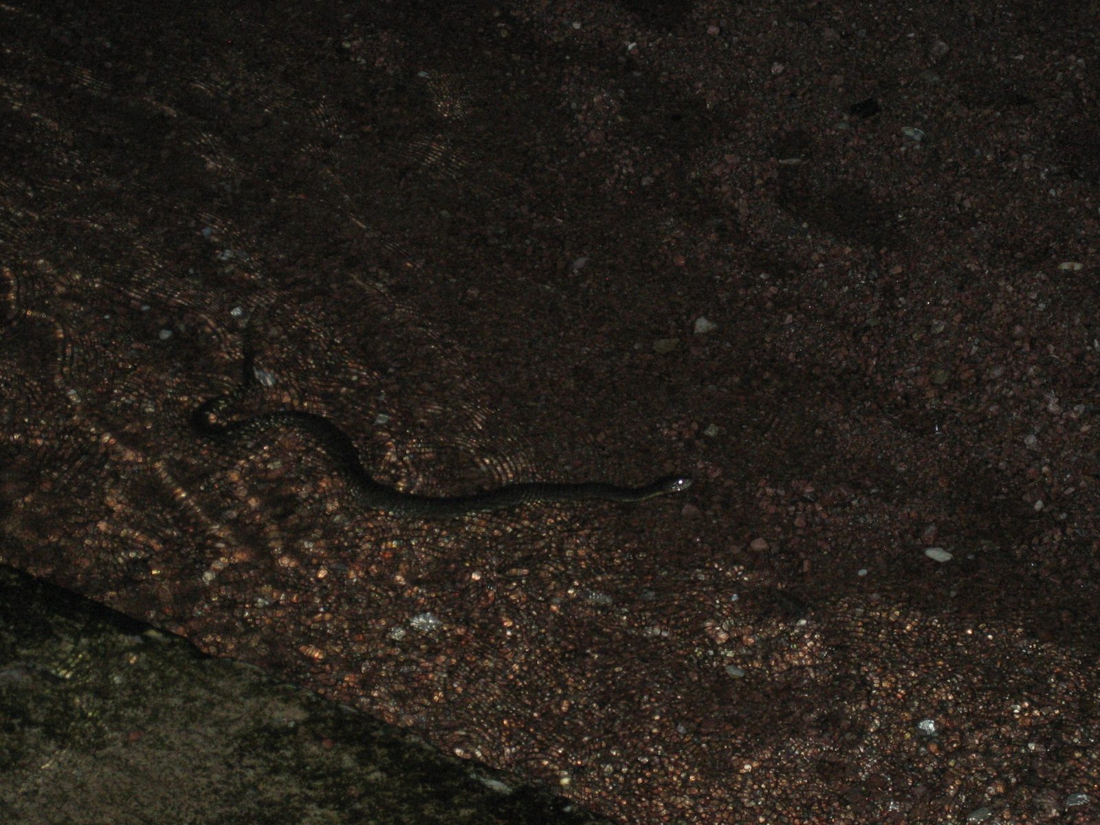 Who doesn't love a water moccasin?

This guy was just one of the many animal species we saw --...