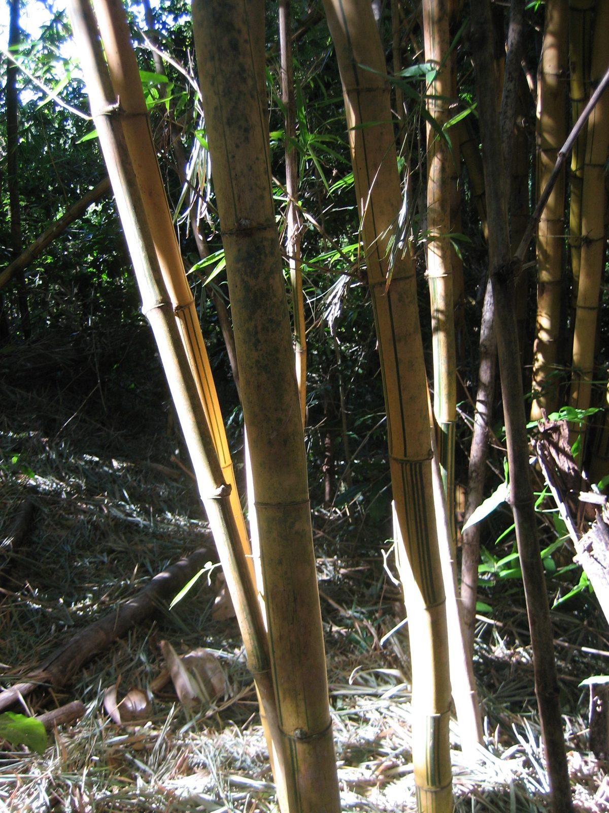 Bamboo grove in the coffee plantation.