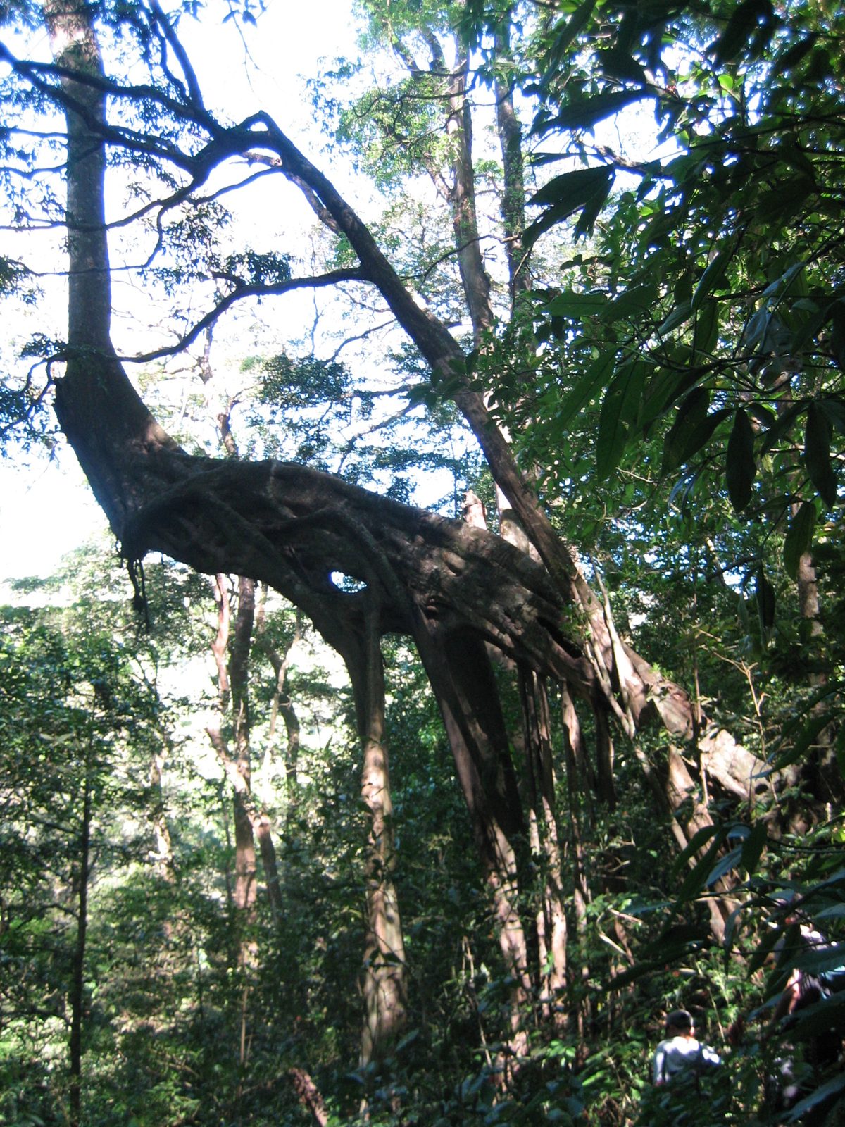 Crazy tree in the Parque.  Apparently there is a species that exists by growing on and around...