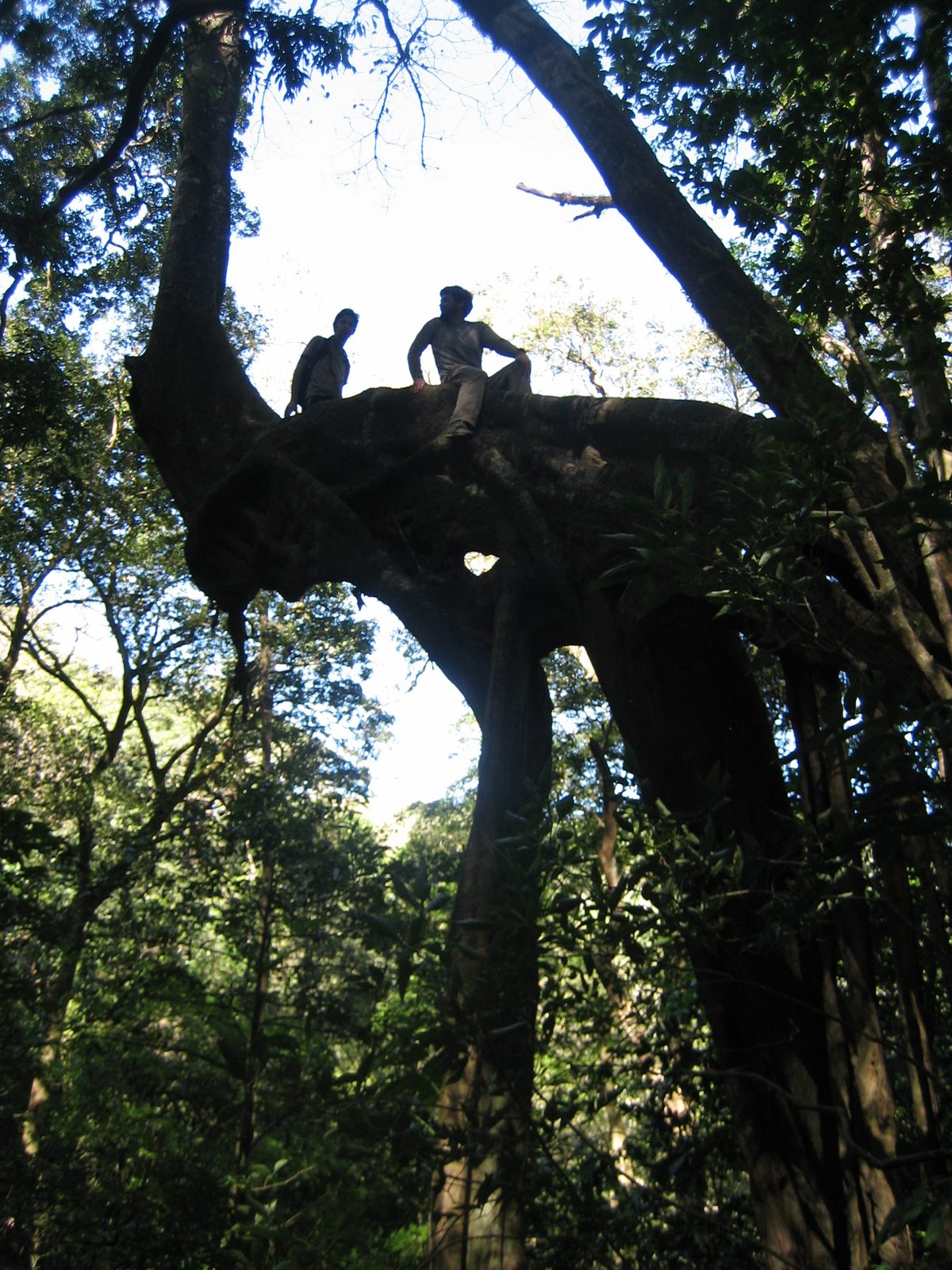 Rob (left) and Jay sit on the tree.  I like climbing things, but I couldn't get up that.  I'm...