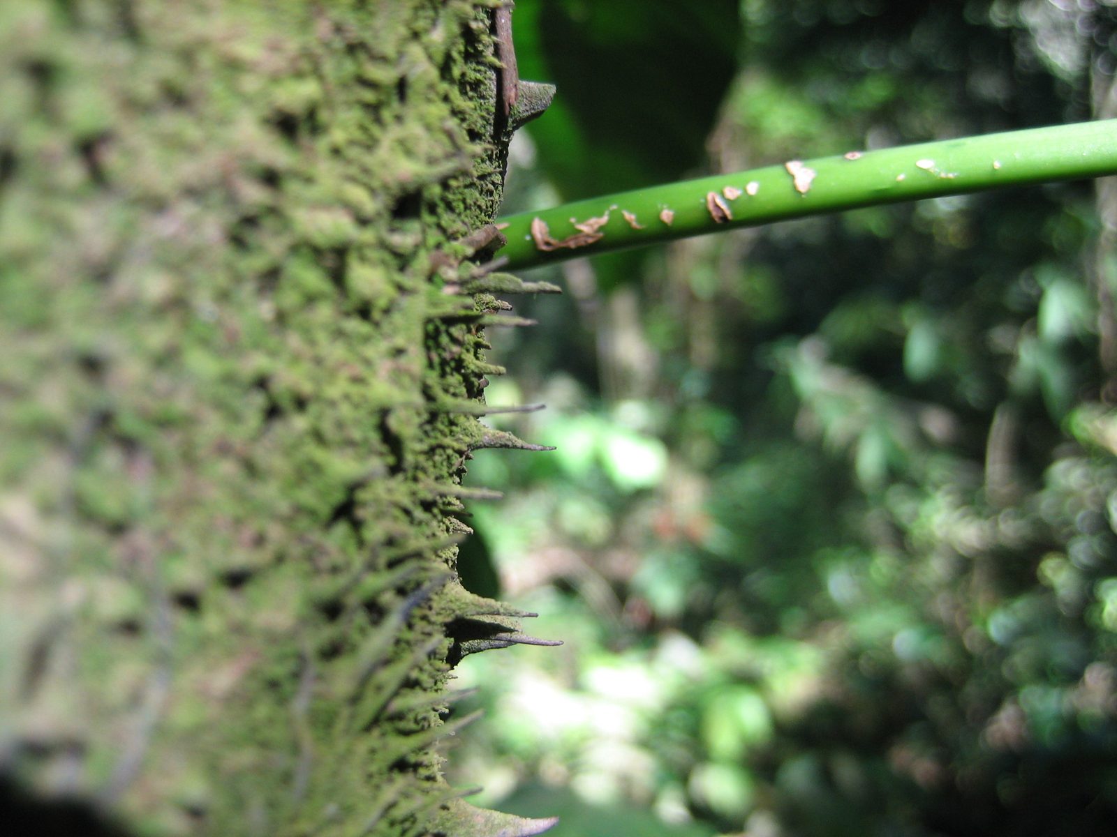 Detail of a thorny plant.  Our guides were sure to tell us not to grab onto this one.