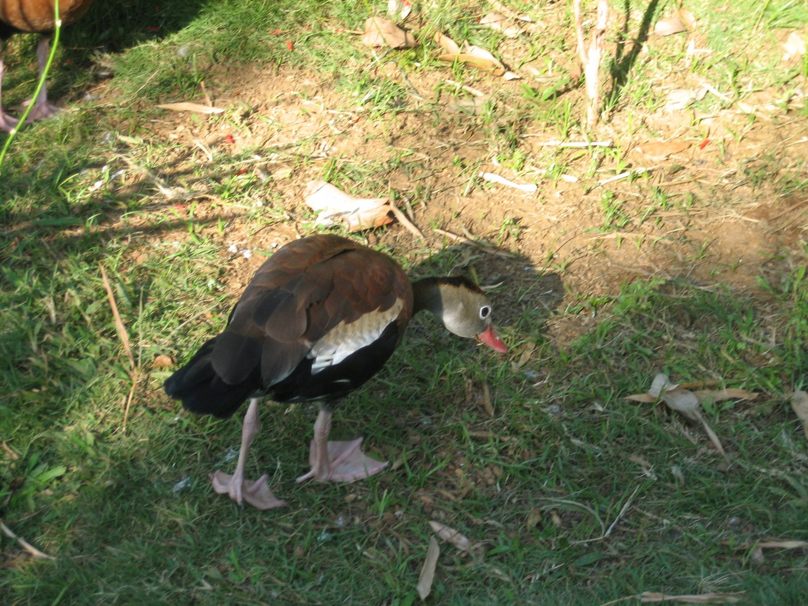 Uno pato!  The ducks at the hostel were awesome.  They would quack and try to bite your toes. ...