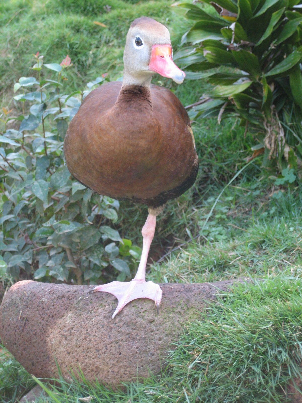 Uno pato!  He does have a second leg, by the way, it's just hidden.  I startled him after this...