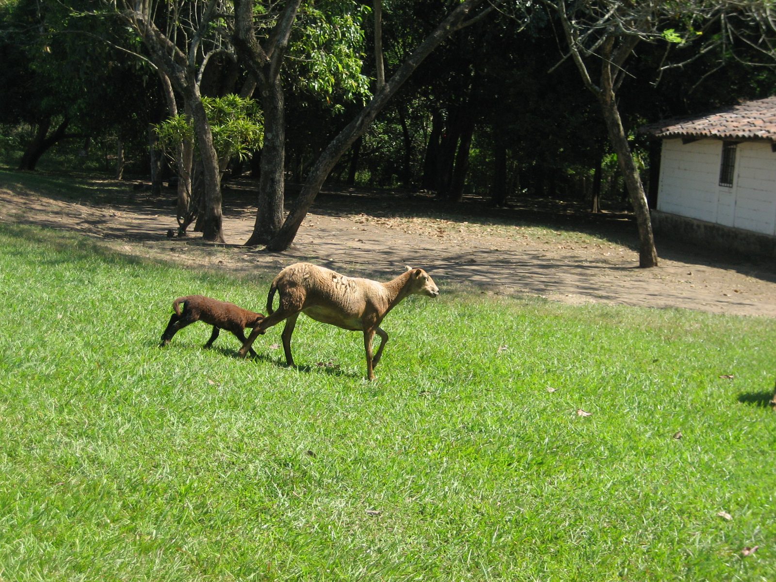 Cute little sheep.