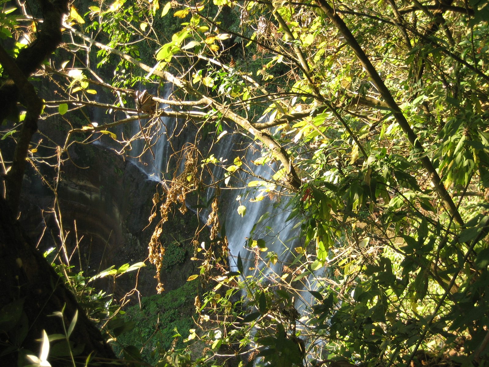 Looking down through the trees to the canyon and waterfalls below.  We never got close to this...