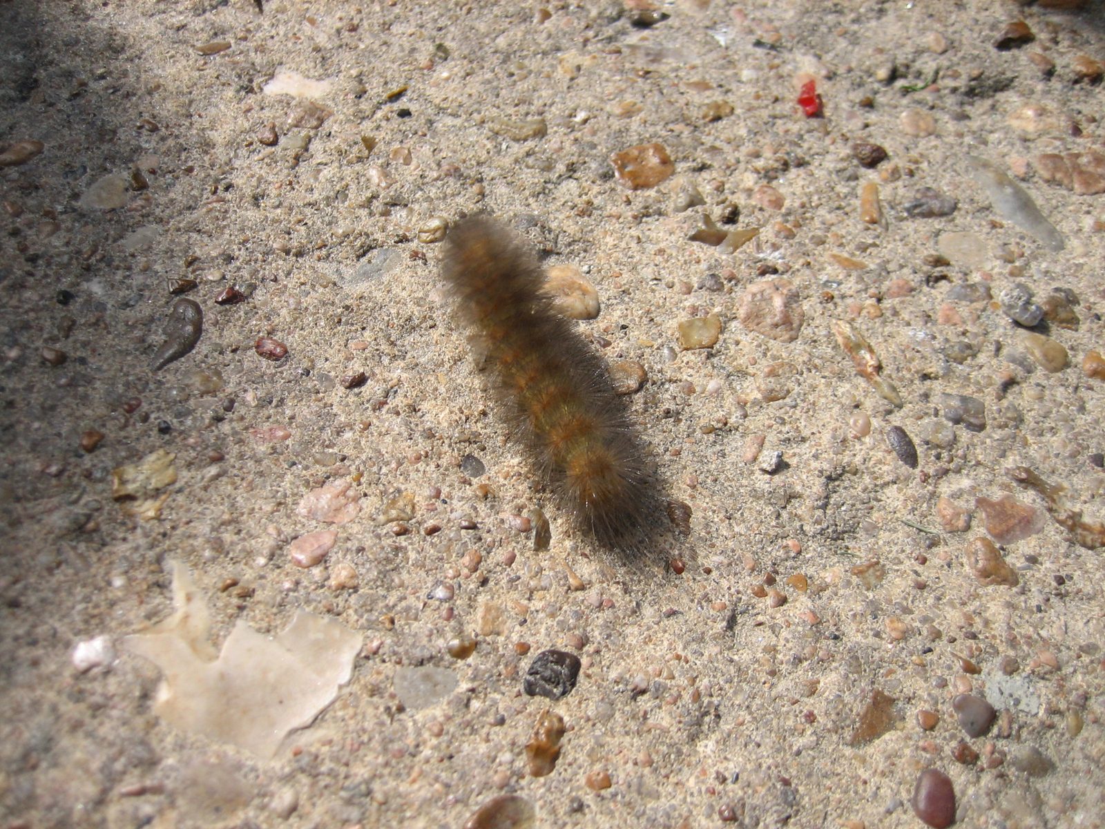 There were giant fuzzy caterpillars everywhere.  They moved fast!  They were big enough to be...
