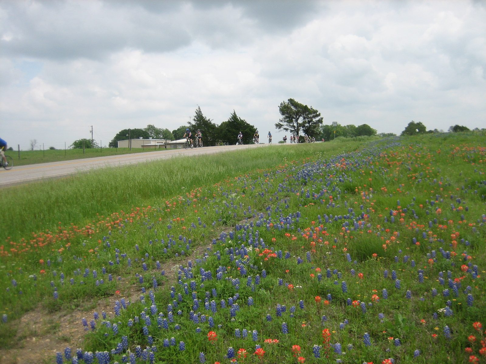 Riders coming up over the hill near the wildflowers.