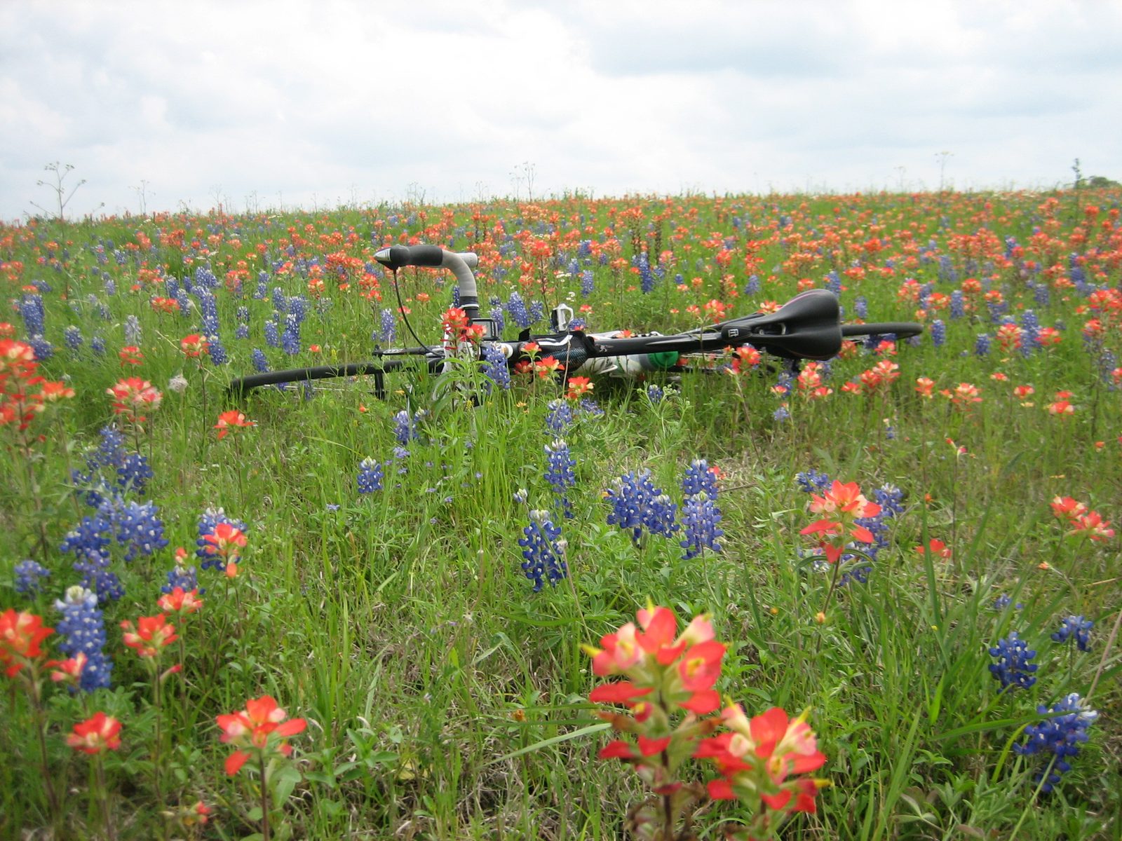 Bike in the flowers.