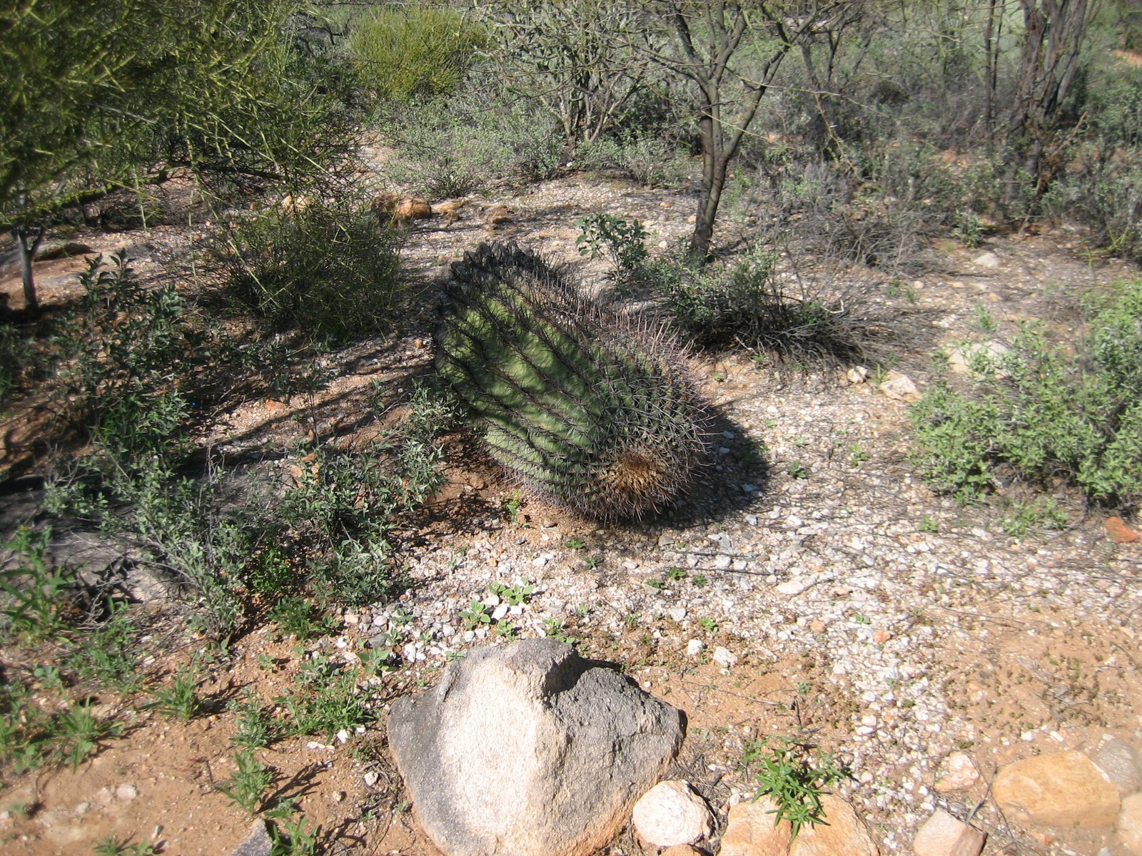 Poor fallen-over cactus over the back patio wall.  We think it's still alive, just laying down.