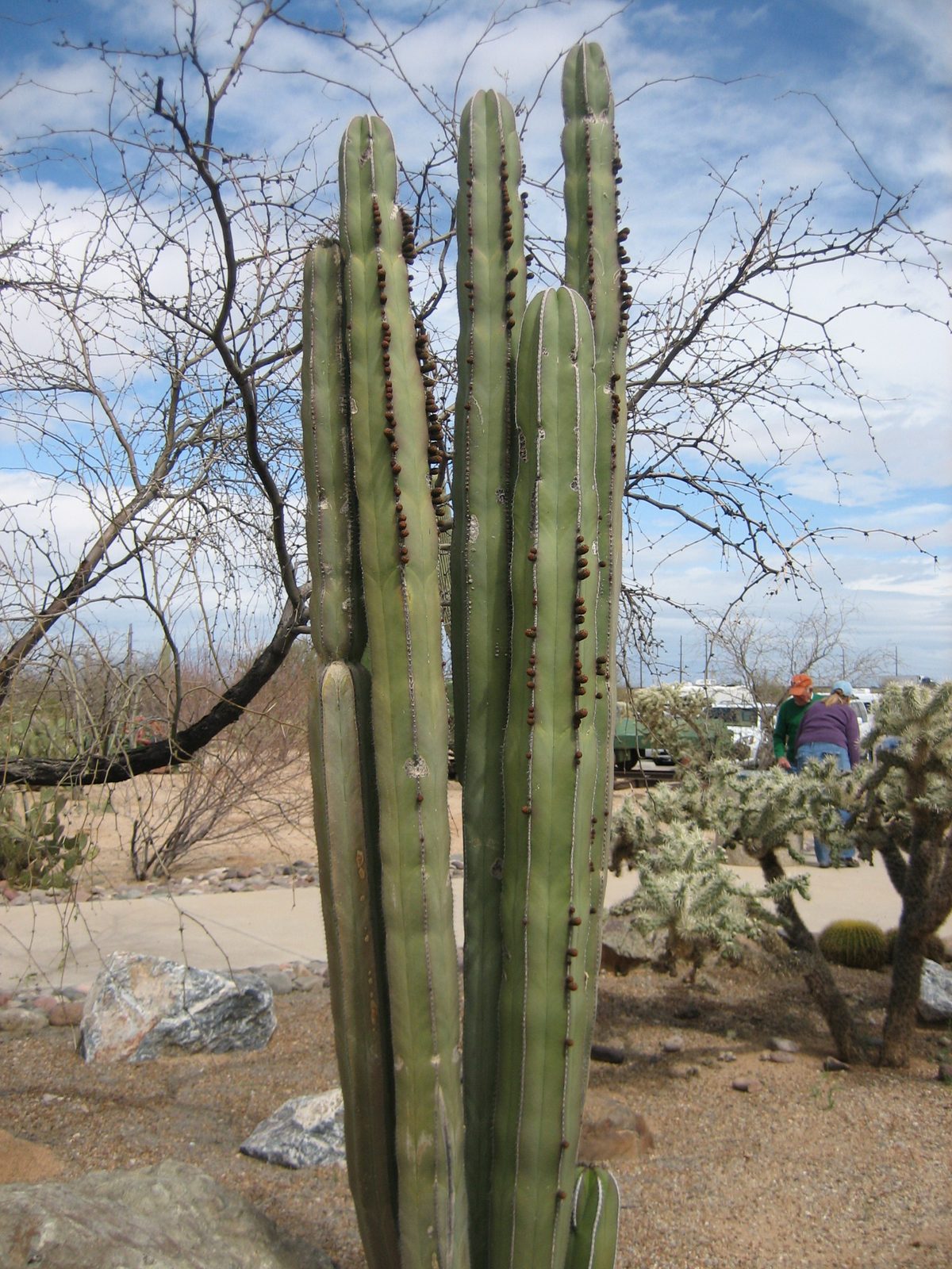 That same cactus, from further away.