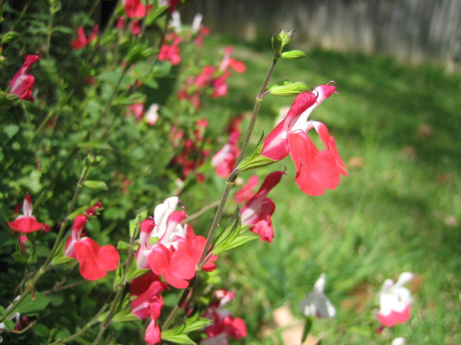 The flowers are really pretty -- pink, white, and pink and white.