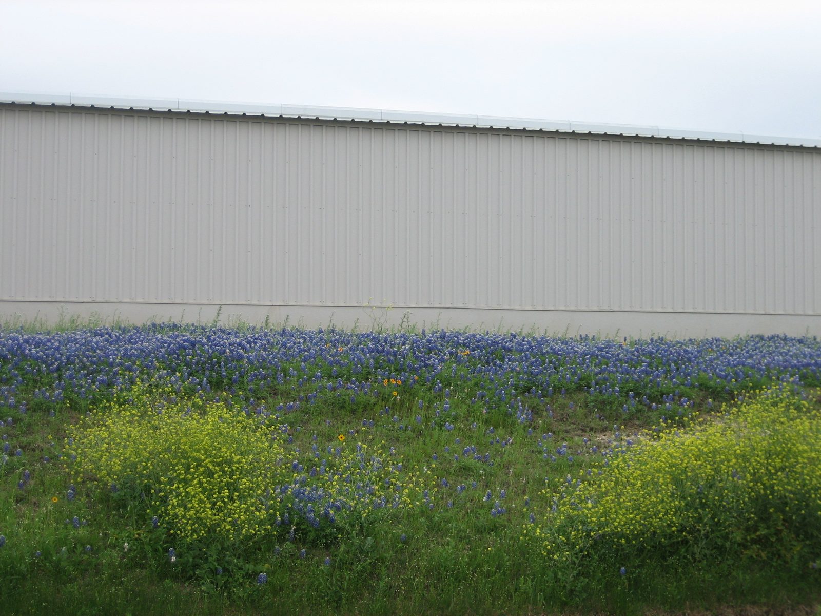 More pretty flowers!  The bluebonnets are out in force this year; these are right outside the lab.