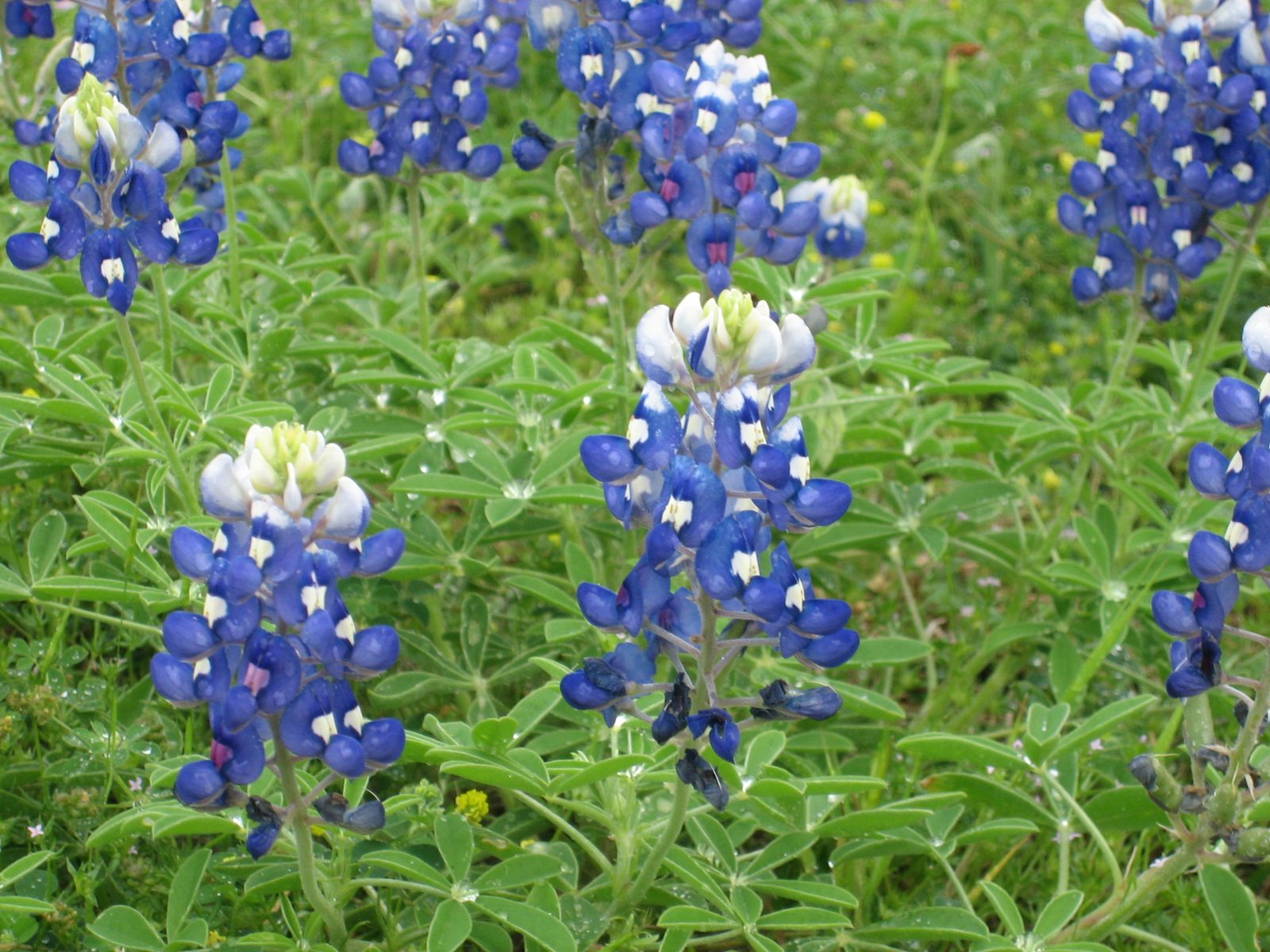 The light wasn't awesome, but they're so pretty!