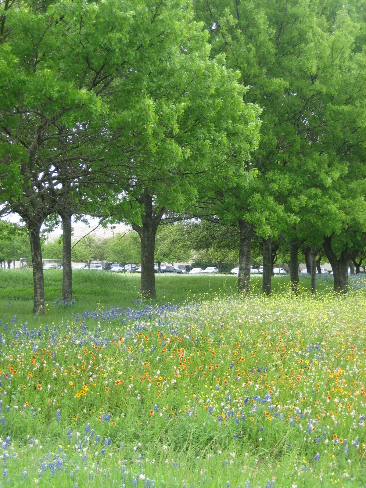 Trees and flowers.  The problem with these pictures is that the background is ultimately ugly -...