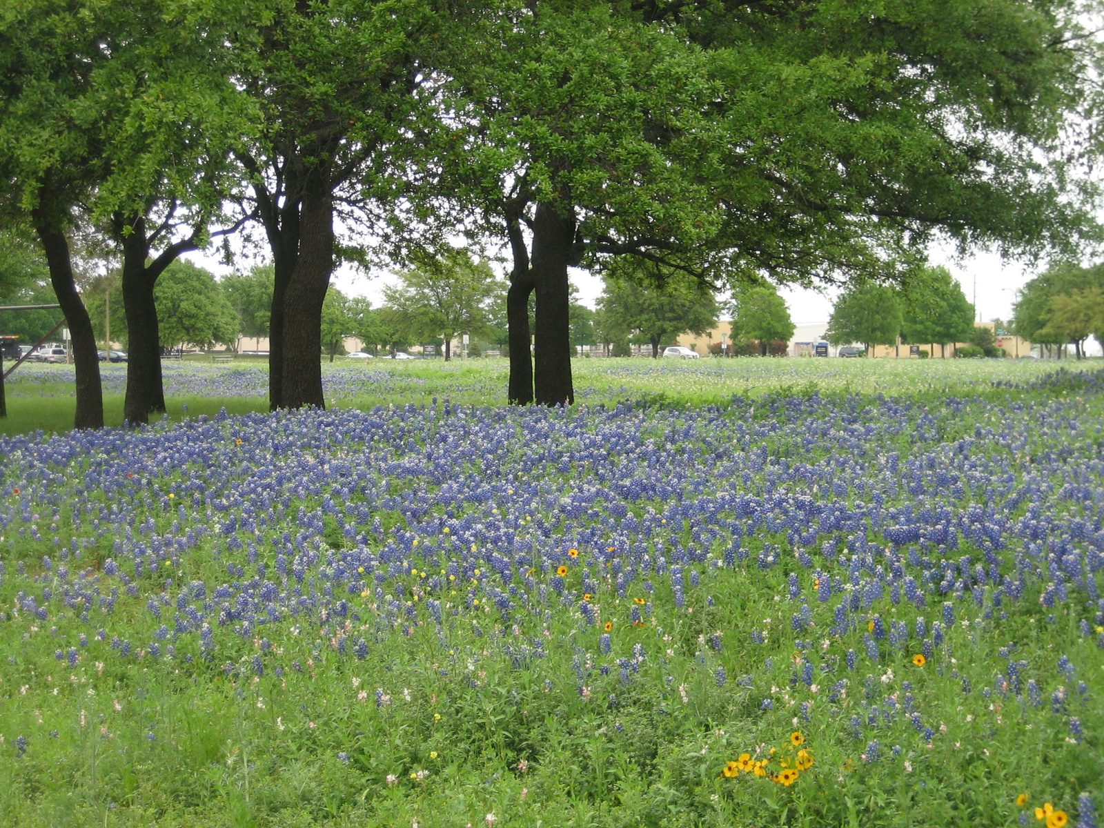 But the foreground is pretty.